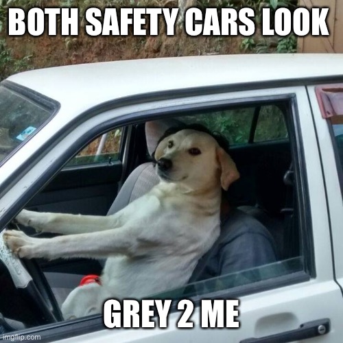 dog driving | BOTH SAFETY CARS LOOK; GREY 2 ME | image tagged in dog driving,formuladank | made w/ Imgflip meme maker