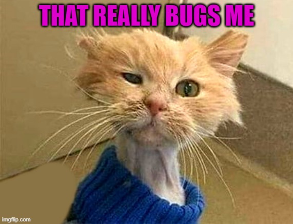 THAT REALLY BUGS ME | image tagged in wtf-cat | made w/ Imgflip meme maker