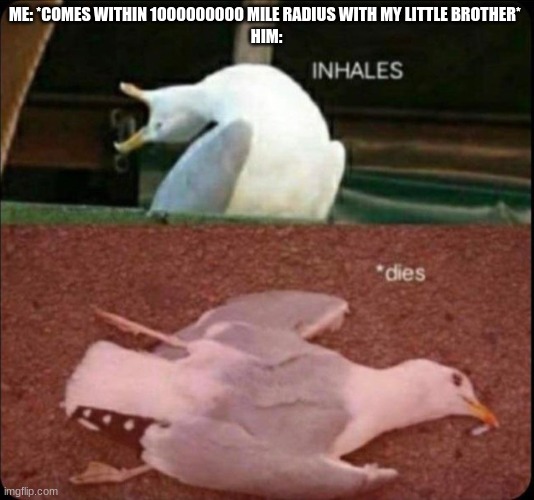 inhales dies bird | ME: *COMES WITHIN 1000000000 MILE RADIUS WITH MY LITTLE BROTHER* 
HIM: | image tagged in inhales dies bird | made w/ Imgflip meme maker