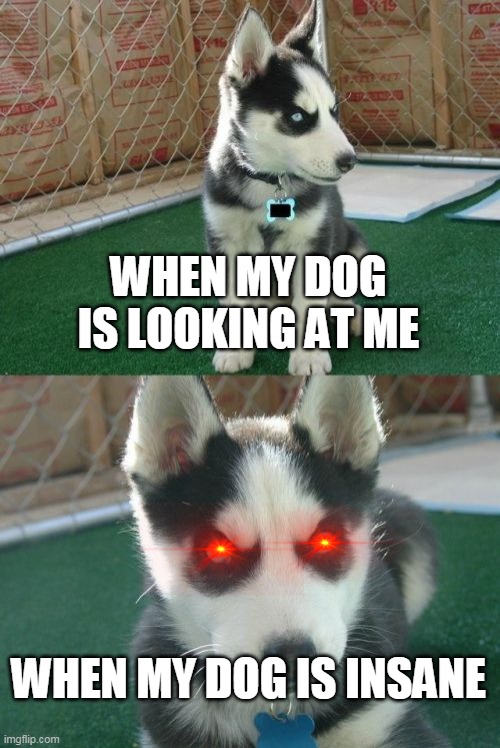 Dogs | WHEN MY DOG IS LOOKING AT ME; WHEN MY DOG IS INSANE | image tagged in memes,insanity puppy | made w/ Imgflip meme maker