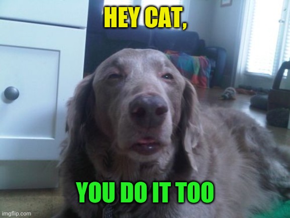 High Dog Meme | HEY CAT, YOU DO IT TOO | image tagged in memes,high dog | made w/ Imgflip meme maker