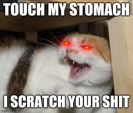 TOUCH MY STOMACH; I SCRATCH YOUR SHIT | image tagged in mad cat,dank memes,memes,savage memes,angry cat,cats | made w/ Imgflip meme maker