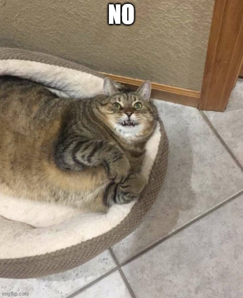 Wicket | NO | image tagged in wicket | made w/ Imgflip meme maker