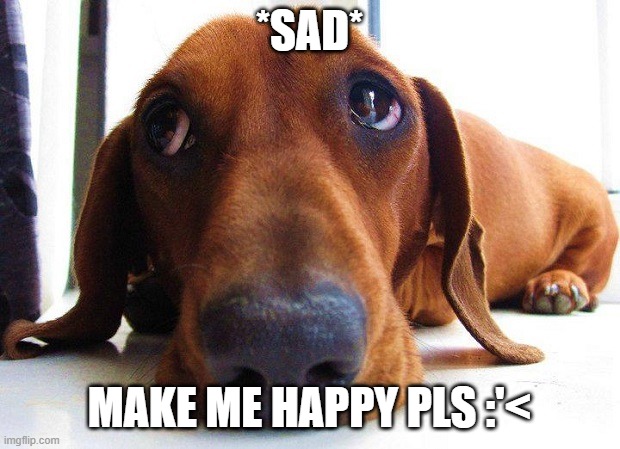 Sad dachshund  | *SAD*; MAKE ME HAPPY PLS :'< | image tagged in sad dachshund | made w/ Imgflip meme maker