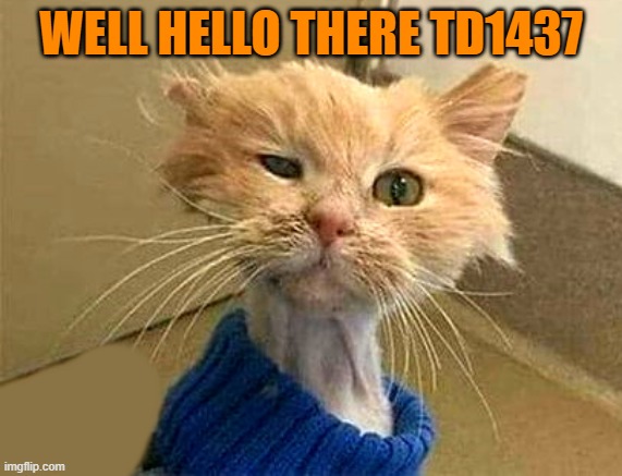 WELL HELLO THERE TD1437 | image tagged in wtf-cat | made w/ Imgflip meme maker