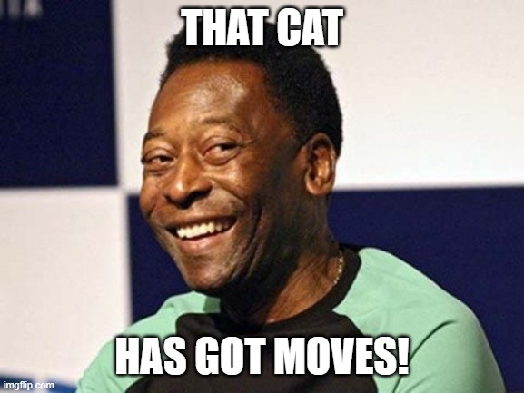 THAT CAT HAS GOT MOVES! | made w/ Imgflip meme maker