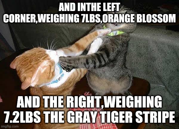 Two cats fighting for real | AND INTHE LEFT CORNER,WEIGHING 7LBS,ORANGE BLOSSOM; AND THE RIGHT,WEIGHING 7.2LBS THE GRAY TIGER STRIPE | image tagged in two cats fighting for real | made w/ Imgflip meme maker