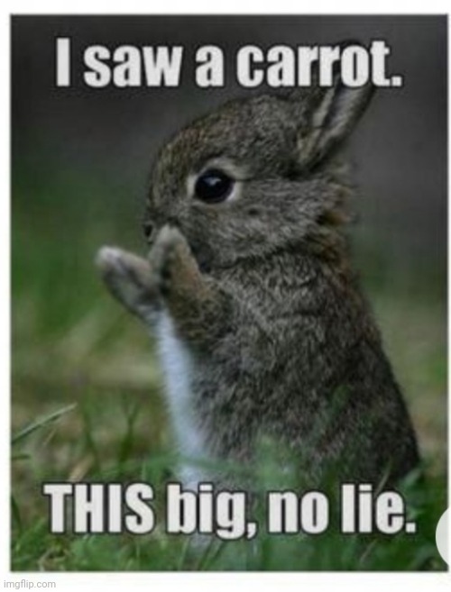 Bunnies!! | image tagged in bunnies | made w/ Imgflip meme maker