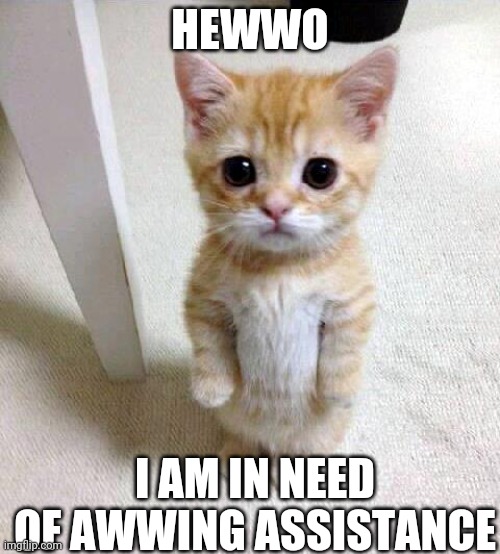 Help this cat! | HEWWO; I AM IN NEED OF AWWING ASSISTANCE | image tagged in memes,cute cat | made w/ Imgflip meme maker
