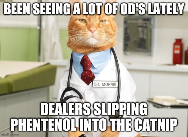 Cat Doctor | BEEN SEEING A LOT OF OD'S LATELY; DEALERS SLIPPING PHENTENOL INTO THE CATNIP | image tagged in cat doctor | made w/ Imgflip meme maker