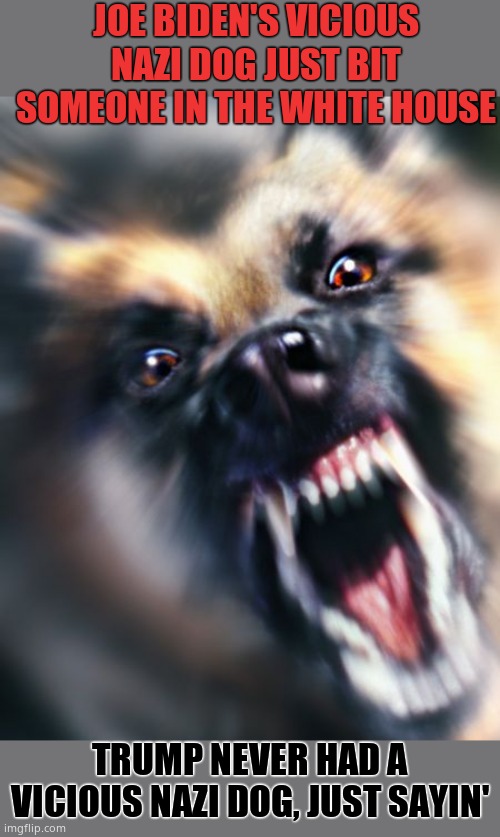 JOE BIDEN'S VICIOUS NAZI DOG JUST BIT SOMEONE IN THE WHITE HOUSE; TRUMP NEVER HAD A VICIOUS NAZI DOG, JUST SAYIN' | image tagged in joe biden,nazi dog,joe biden is a nazi | made w/ Imgflip meme maker
