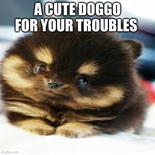 A CUTE DOGGO FOR YOUR TROUBLES | made w/ Imgflip meme maker