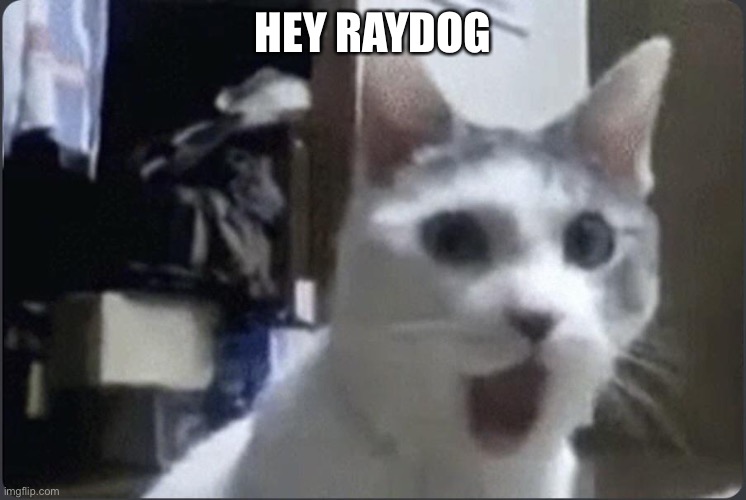 Pog cat | HEY RAYDOG | image tagged in pog cat,raydog | made w/ Imgflip meme maker