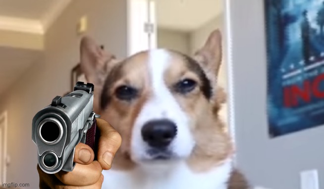 Upset Corgi | image tagged in upset corgi | made w/ Imgflip meme maker