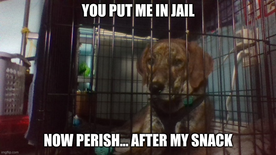 JAILLLLLLL | YOU PUT ME IN JAIL; NOW PERISH... AFTER MY SNACK | image tagged in jail,dog | made w/ Imgflip meme maker