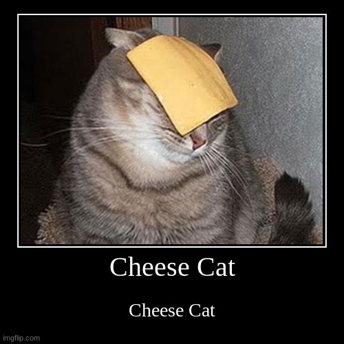 Cheese Cat | Cheese Cat | Cheese Cat | image tagged in funny,demotivationals | made w/ Imgflip demotivational maker