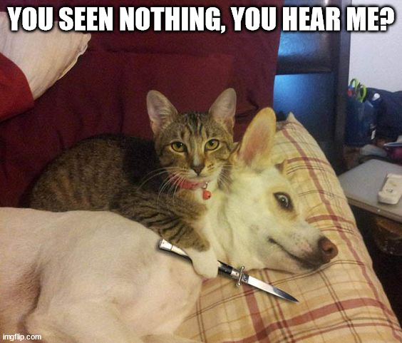Cat knife Dog | YOU SEEN NOTHING, YOU HEAR ME? | image tagged in cat knife dog | made w/ Imgflip meme maker