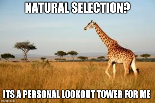 natural selection | NATURAL SELECTION? ITS A PERSONAL LOOKOUT TOWER FOR ME | image tagged in natural selection | made w/ Imgflip meme maker