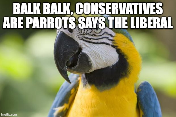 Yeah yeah you don't get it Hvy | BALK BALK, CONSERVATIVES ARE PARROTS SAYS THE LIBERAL | image tagged in parrot,liberal,dumb | made w/ Imgflip meme maker