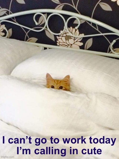 Taking a Cute Day | I can’t go to work today
I’m calling in cute | image tagged in funny cat memes | made w/ Imgflip meme maker