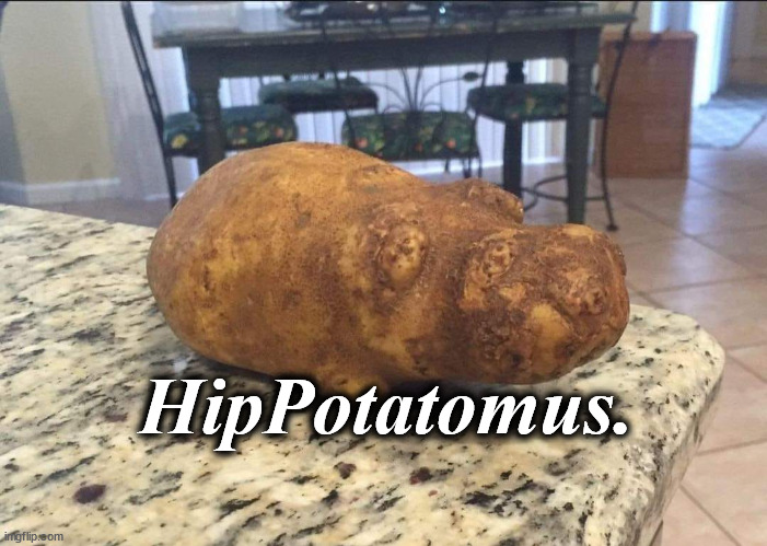 Hippotatomus. | HipPotatomus. | image tagged in hippotatomus | made w/ Imgflip meme maker