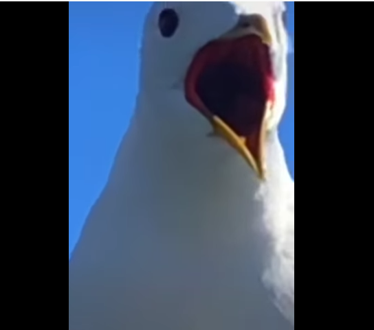 High Quality Surprised Seagull Blank Meme Template