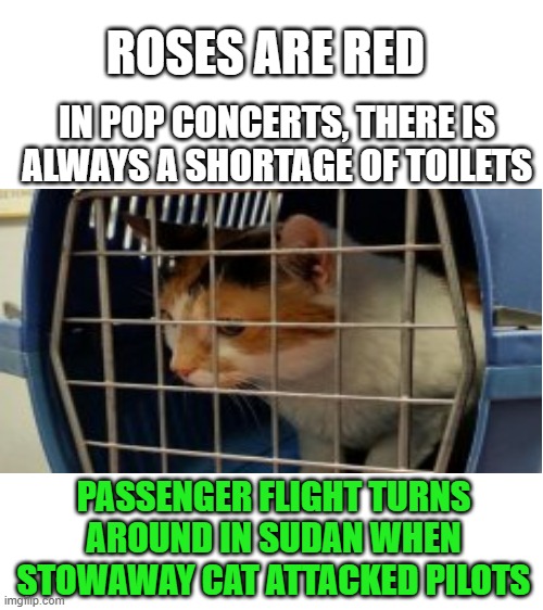 The cat didn't want to miss the flight so bad... | ROSES ARE RED; IN POP CONCERTS, THERE IS ALWAYS A SHORTAGE OF TOILETS; PASSENGER FLIGHT TURNS AROUND IN SUDAN WHEN STOWAWAY CAT ATTACKED PILOTS | image tagged in blank white template,cats,airplane | made w/ Imgflip meme maker