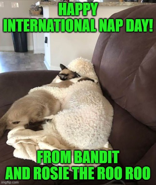 Happy International Nap Day | HAPPY INTERNATIONAL NAP DAY! FROM BANDIT AND ROSIE THE ROO ROO | image tagged in cat,dog,nap | made w/ Imgflip meme maker