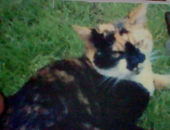 this is my cat she is cute isnt she? | made w/ Imgflip meme maker