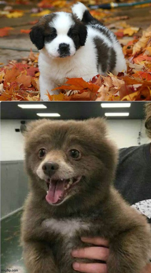 image tagged in oc,smol bear | made w/ Imgflip meme maker