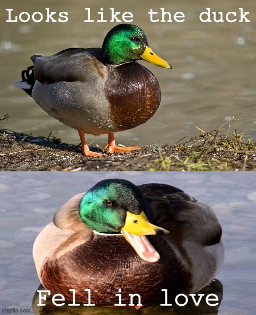 Bad Pun Duck | Looks like the duck Fell in love | image tagged in bad pun duck | made w/ Imgflip meme maker