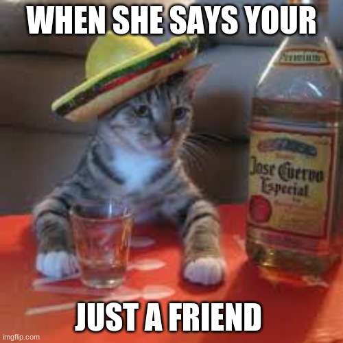 its ok king | WHEN SHE SAYS YOUR; JUST A FRIEND | image tagged in tequila cat | made w/ Imgflip meme maker