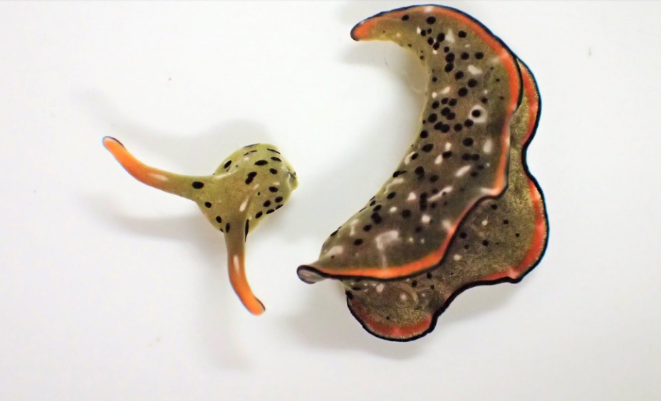 decapitated sea slug lives Blank Meme Template