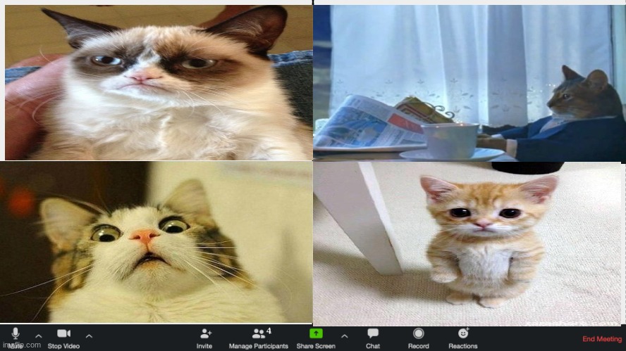 Cats In A Zoom Meeting | image tagged in zoom meeting | made w/ Imgflip meme maker