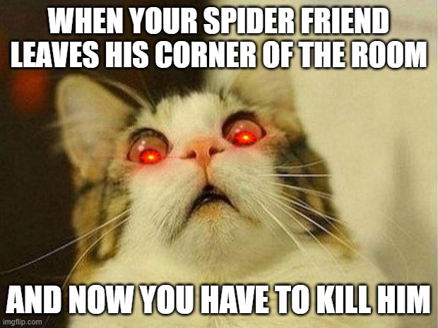 spider | WHEN YOUR SPIDER FRIEND LEAVES HIS CORNER OF THE ROOM; AND NOW YOU HAVE TO KILL HIM | image tagged in memes,scared cat | made w/ Imgflip meme maker