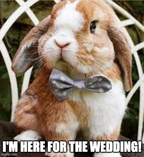 I'M HERE FOR THE WEDDING! | image tagged in bunnies,funny | made w/ Imgflip meme maker