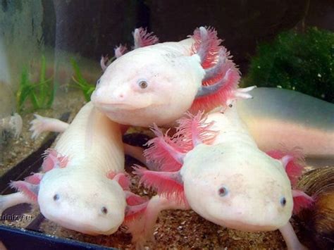Cute Axolotl Blank Meme Template
