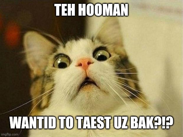 Scared Cat Meme | TEH HOOMAN WANTID TO TAEST UZ BAK?!? | image tagged in memes,scared cat | made w/ Imgflip meme maker