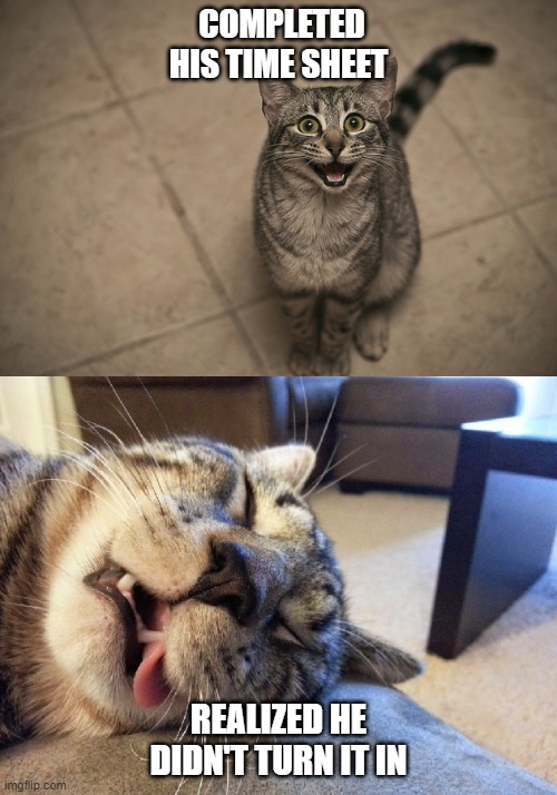 excited exhausted cats | COMPLETED HIS TIME SHEET; REALIZED HE DIDN'T TURN IT IN | image tagged in excited exhausted cats | made w/ Imgflip meme maker