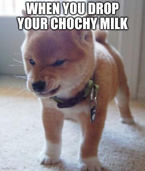 Chochy Milk ded | WHEN YOU DROP YOUR CHOCHY MILK | image tagged in doggo | made w/ Imgflip meme maker