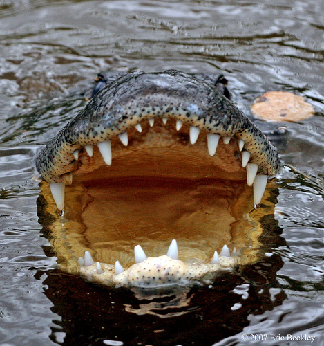 High Quality Alligator Hungry Blank Meme Template