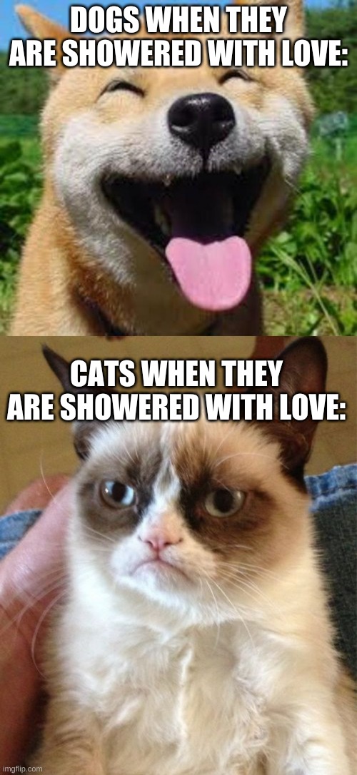 DOGS WHEN THEY ARE SHOWERED WITH LOVE:; CATS WHEN THEY ARE SHOWERED WITH LOVE: | image tagged in happy doge,memes,grumpy cat | made w/ Imgflip meme maker