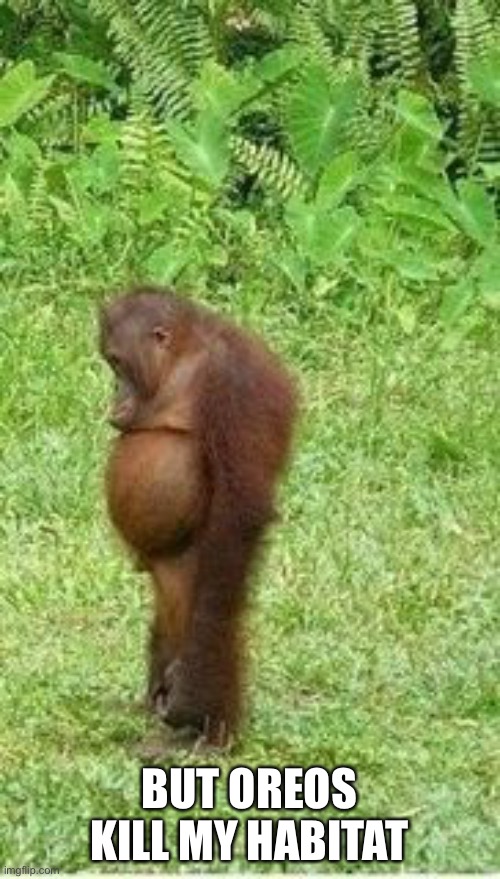 Sad orangutan | BUT OREOS KILL MY HABITAT | image tagged in sad orangutan | made w/ Imgflip meme maker