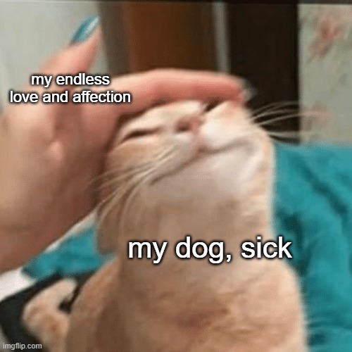 Pet the cat | my endless love and affection; my dog, sick | image tagged in pet the cat | made w/ Imgflip meme maker