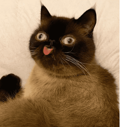 High Quality derpy cat Blank Meme Template