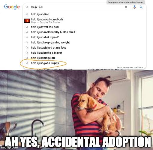 wasn't it you decision to get a puppy, how is it help, it was your choice. | AH YES, ACCIDENTAL ADOPTION | image tagged in dog,dogs,google,google search,adopted,help i accidentally | made w/ Imgflip meme maker