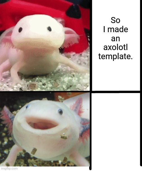 Annoyed Axolotl | So I made an axolotl template. | image tagged in annoyed axolotl | made w/ Imgflip meme maker