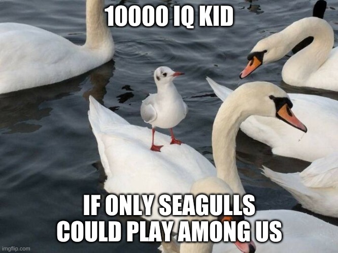 I want that bird on my team | 10000 IQ KID; IF ONLY SEAGULLS COULD PLAY AMONG US | image tagged in seagull,infinite iq,among us | made w/ Imgflip meme maker