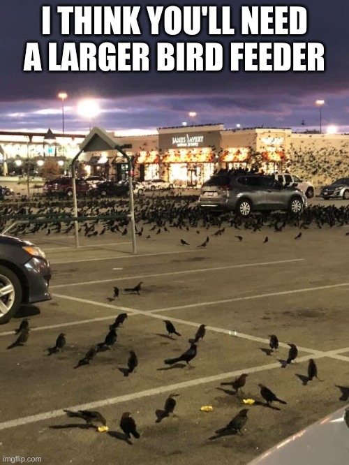 I THINK YOU'LL NEED A LARGER BIRD FEEDER | image tagged in birds,bird box | made w/ Imgflip meme maker