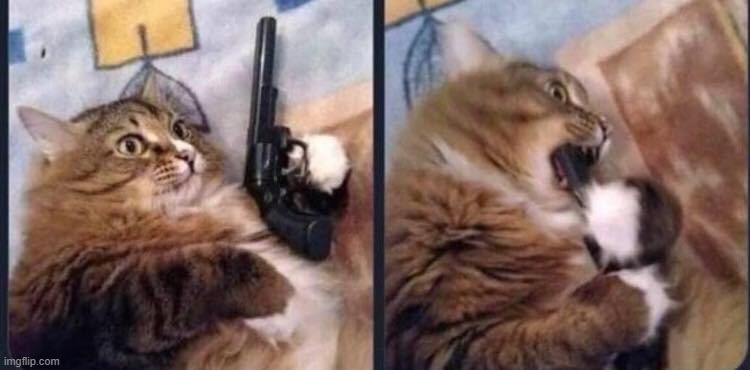 Suicide cat | image tagged in suicide cat | made w/ Imgflip meme maker
